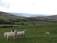 Coastal Sheep